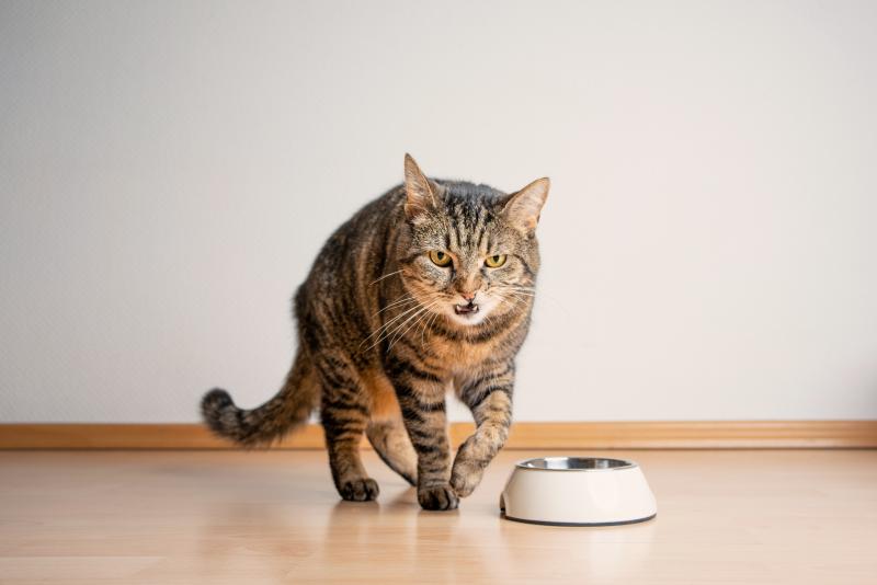 Hungrige Katze